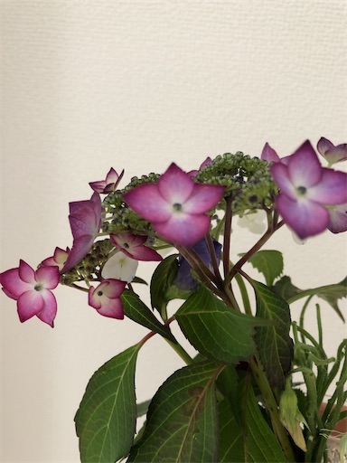 f:id:s_1000spring:20200524083422j:image f:id:s_1000spring:20200524083422j:image