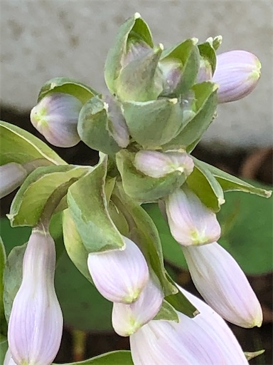 f:id:s_1000spring:20200524083438j:image f:id:s_1000spring:20200524083438j:image