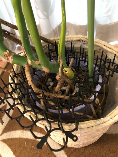 f:id:s_1000spring:20200708214721j:image