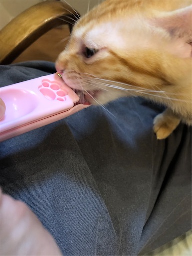 f:id:s_1000spring:20200912062030j:image f:id:s_1000spring:20200912062030j:image