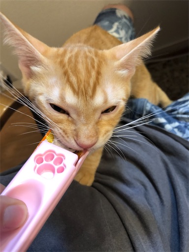 f:id:s_1000spring:20200912062106j:image f:id:s_1000spring:20200912062106j:image