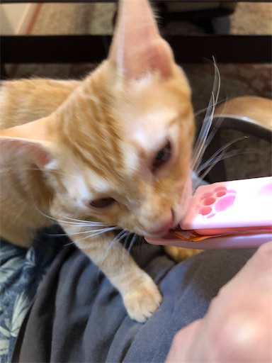 f:id:s_1000spring:20200912071318j:image f:id:s_1000spring:20200912071318j:image