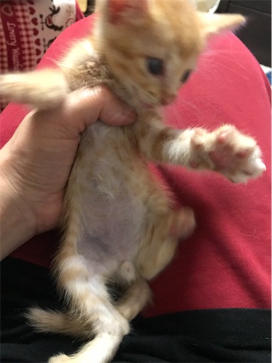 f:id:s_1000spring:20200912085756j:image f:id:s_1000spring:20200912085756j:image