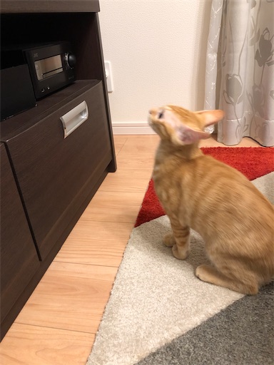 f:id:s_1000spring:20200915181534j:image f:id:s_1000spring:20200915181534j:image