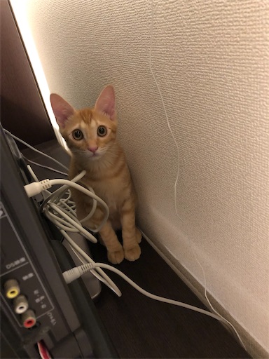 f:id:s_1000spring:20200915181542j:image f:id:s_1000spring:20200915181542j:image