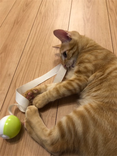 f:id:s_1000spring:20200915182158j:image f:id:s_1000spring:20200915182158j:image