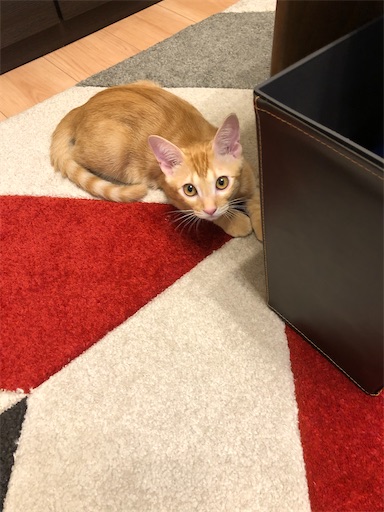 f:id:s_1000spring:20200915184025j:image f:id:s_1000spring:20200915184025j:image