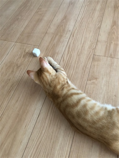 f:id:s_1000spring:20200917063902j:image f:id:s_1000spring:20200917063902j:image