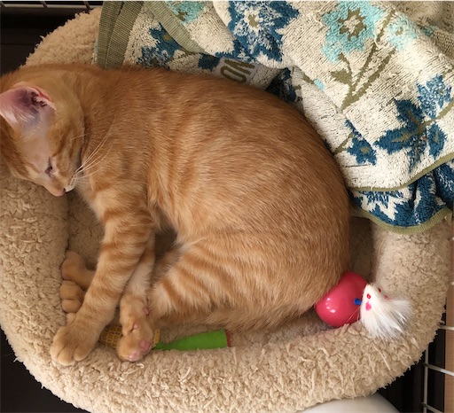 f:id:s_1000spring:20200917160125j:image f:id:s_1000spring:20200917160125j:image