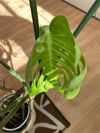 f:id:s_1000spring:20201106122247j:image f:id:s_1000spring:20201106122247j:image