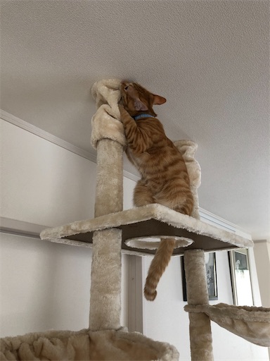 f:id:s_1000spring:20201222102204j:image f:id:s_1000spring:20201222102204j:image