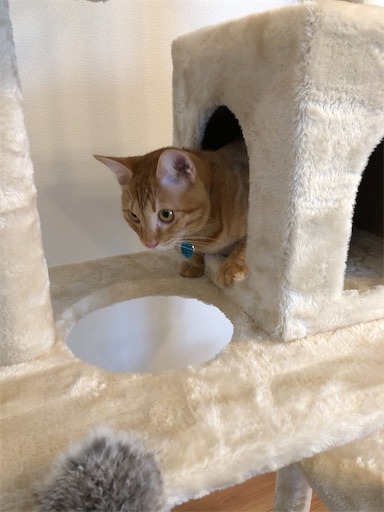 f:id:s_1000spring:20201222102214j:image f:id:s_1000spring:20201222102214j:image