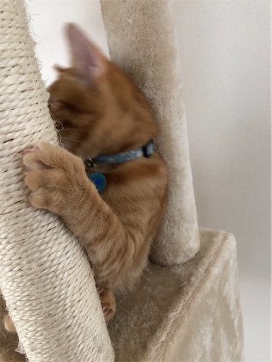 f:id:s_1000spring:20210124114155j:image f:id:s_1000spring:20210124114155j:image