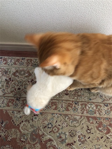 f:id:s_1000spring:20210211123437j:image
