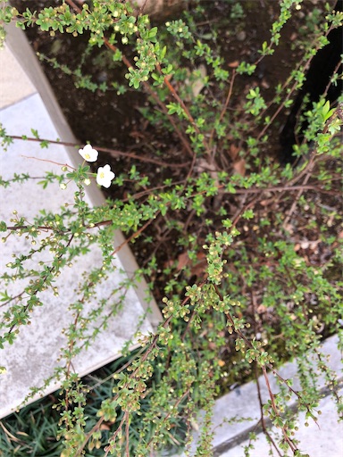 f:id:s_1000spring:20210311110058j:image f:id:s_1000spring:20210311110058j:image