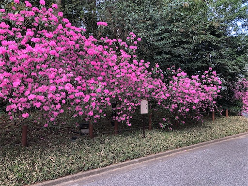f:id:s_1000spring:20210404220847j:image