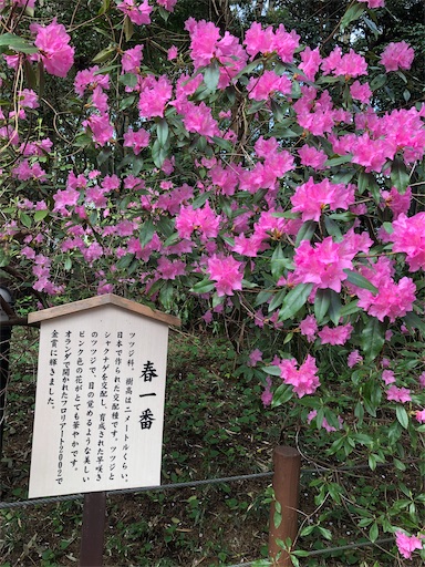 f:id:s_1000spring:20210404220850j:image