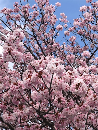 f:id:s_1000spring:20210404220857j:image