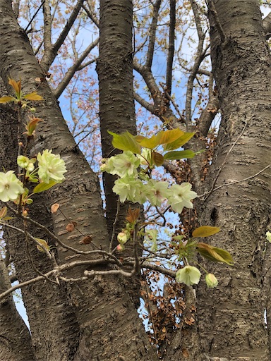 f:id:s_1000spring:20210404220903j:image