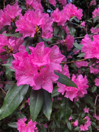 f:id:s_1000spring:20210404220909j:image