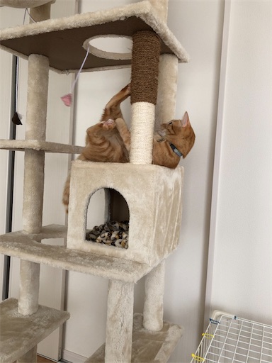 f:id:s_1000spring:20210607224948j:image f:id:s_1000spring:20210607224948j:image