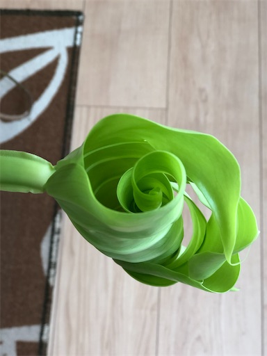 f:id:s_1000spring:20210619051104j:image f:id:s_1000spring:20210619051104j:image