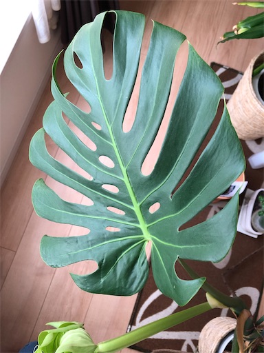 f:id:s_1000spring:20210619051604j:plain