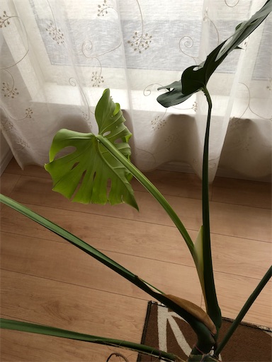 f:id:s_1000spring:20210619052500j:image f:id:s_1000spring:20210619052500j:image