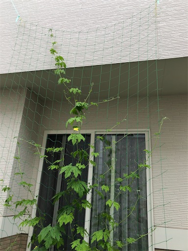 f:id:s_1000spring:20210629184554j:image