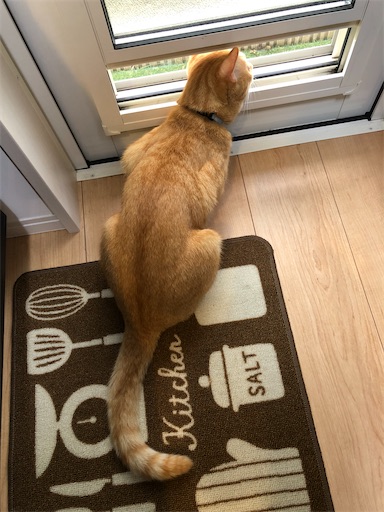 f:id:s_1000spring:20210708104137j:image