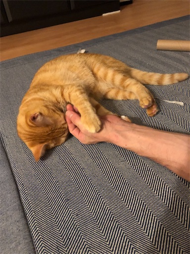 f:id:s_1000spring:20210713051804j:image f:id:s_1000spring:20210713051804j:image