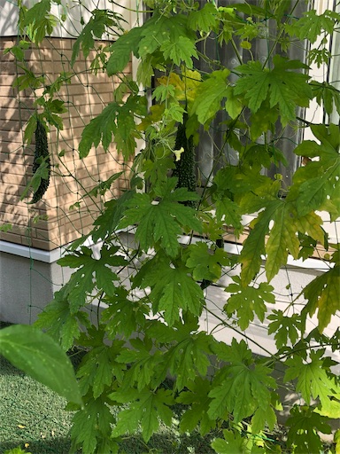 f:id:s_1000spring:20210724080455j:image