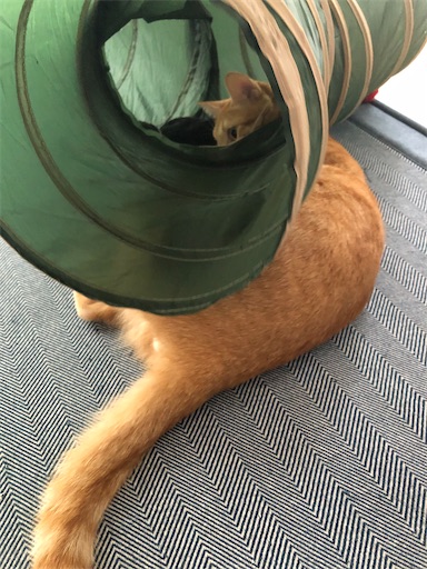 f:id:s_1000spring:20210821073647j:image