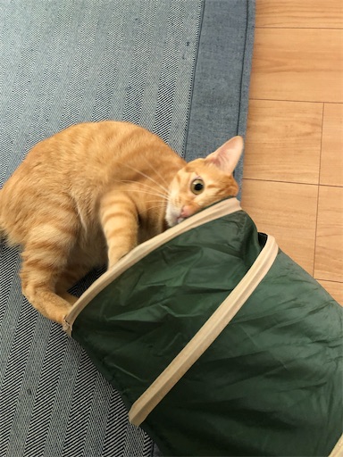 f:id:s_1000spring:20210821073653j:image