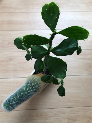 f:id:s_1000spring:20221025094709j:image