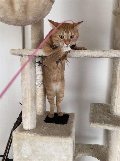 f:id:s_1000spring:20221206212340j:image f:id:s_1000spring:20221206212340j:image