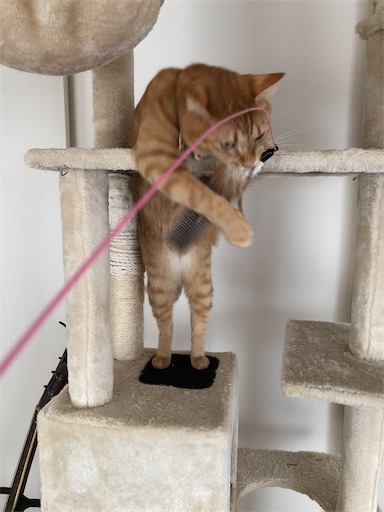 f:id:s_1000spring:20221206212352j:image f:id:s_1000spring:20221206212352j:image