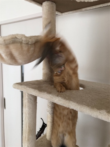 f:id:s_1000spring:20221206212358j:image f:id:s_1000spring:20221206212358j:image