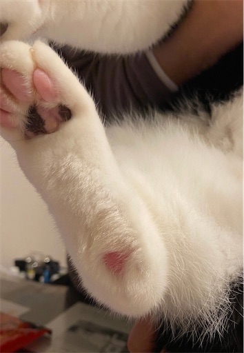 f:id:s_1000spring:20221206222054j:image f:id:s_1000spring:20221206222054j:image