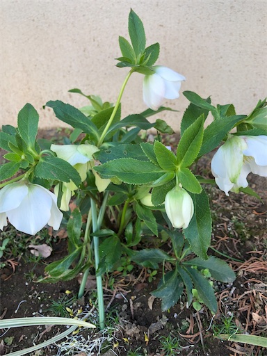 f:id:s_1000spring:20230311202205j:image