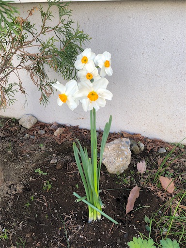 f:id:s_1000spring:20230404092956j:image