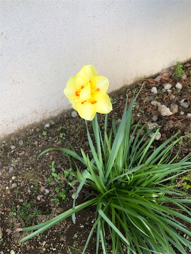 f:id:s_1000spring:20230404095232j:image