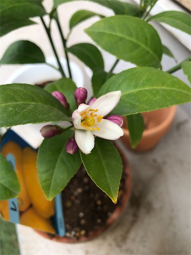 f:id:s_1000spring:20230418075329j:image