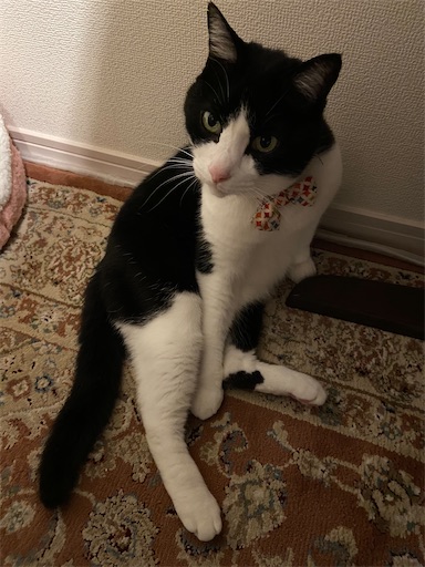 f:id:s_1000spring:20230424132950j:image f:id:s_1000spring:20230424132950j:image