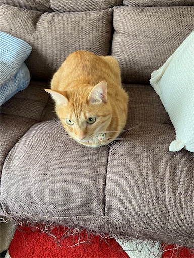 f:id:s_1000spring:20230426145738j:image