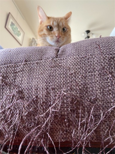 f:id:s_1000spring:20230426145741j:image