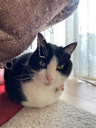 f:id:s_1000spring:20230426145756j:image