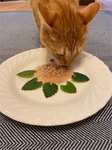 f:id:s_1000spring:20230522110707j:image