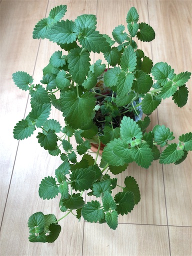 f:id:s_1000spring:20230522114110j:image