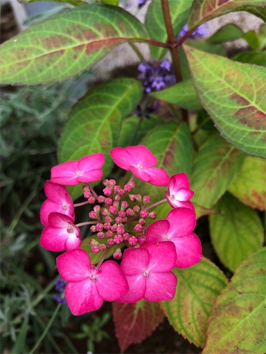 f:id:s_1000spring:20230605163328j:image f:id:s_1000spring:20230605163328j:image